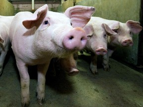 Alberta's hog producers work to maintain a healthy pork industry. Photo Courtesy/Government of Alberta