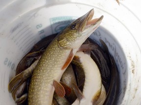 A Saskatchewan First Nations man was caught up in a highly elaborate sting — all over a few northern pike.