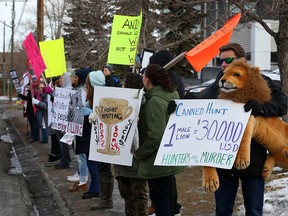 Protesters show their spirit in front of the Coast Plaza Hotel in Calgary on Friday January 29, 2016. The group was protesting against an African trophy hunting show.