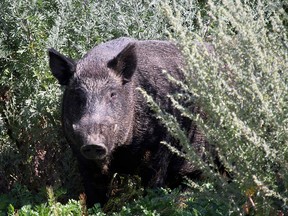 A wild boar is shown in a handout photo.