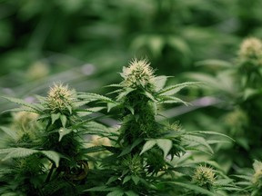 Growing flowers of cannabis intended for the medical marijuana market are shown at OrganiGram in Moncton, N.B., on April 14, 2016. THE CANADIAN PRESS/Ron Ward ORG XMIT: CPT115