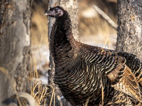 A female wild turkey forages near the Crowsnest River on Tuesday, January 29, 2019. Mike Drew/Postmedia