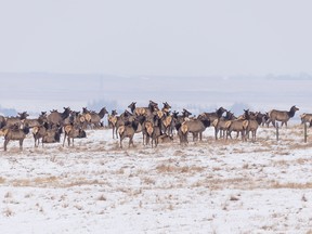 Elk get set tp cross a fence in a pasture west of Nanton on Tuesday, February 12, 2019. Mike Drew/Postmedia