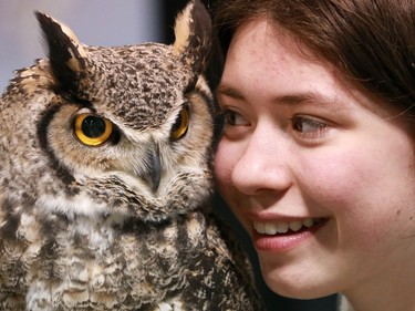 Nimue Maus was in awe as she had chance to get a close up experience with Gordon the great horned owl in the Alberta Birds of Prey Foundation booth at the Calgary Boat and Outdoors Show at the BMO Centre on Thursday February 7, 2019. The show continues through the weekend.