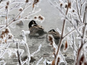 It was another day to seek out some warmth in Calgary as this pair of geese did resting in the warm water and steam of a storm sewer outflow along the frosty Elbow River in Mission on Monday February 25, 2019. The forecast shows some warmer days possible midweek with single digit sub zero highs. Gavin Young/Postmedia