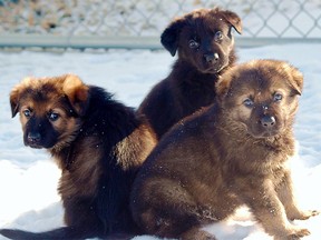 Help the RCMP name their newest puppies. These three puppies are from the first litter to be born at the Police Dog Services Training Centre in 2019 in Innisfail, Alberta. Supplied photo