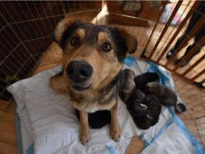 Volunteers from the Rocky Mountain Animal Rescue in Calgary, Alta., rescued around 30 dogs from remote communities in northern Saskatchewan on Sunday, Feb. 17, 2019. (Rachael Rodgers / rachaelrodgersphotoworks.ca)