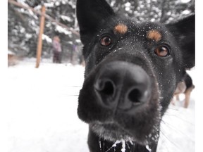 One of around 30 dogs rescued from remote communities in northern Saskatchewan by volunteers from the Rocky Mountain Animal Rescue in Calgary, Alta., on Sunday, Feb. 17, 2019. (Rachael Rodgers / www.rachaelrodgersphotoworks.ca)