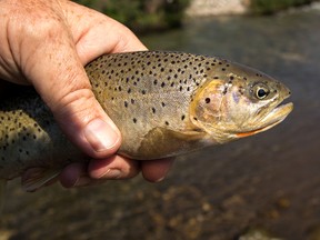 Cutthroat trout from the Livingstone River on July 18, 2017.