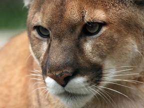 A dog was reportedly attacked by a cougar on a hiking trail near Canmore this week. Two trails have been closed.