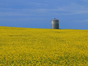 canola-field