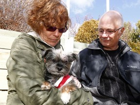 Wanda and Joel Pollard are both concerned after their 8 year-old Yorkie-shih-tzu cross named Sophie was attacked by a coyote in their Arbour Lake backyard yesterday afternoon around 1 P.M. Sophie received 20 stitches on her neck and is expected to make a full recovery. Thursday, March 28, 2019. Brendan Miller/Postmedia