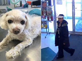 The Calgary Humane Society released these images on March 7 of an elderly dog and surveillance video from a pet store.