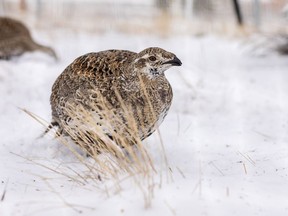 Greater sage-grouse release (Calgary Zoo)