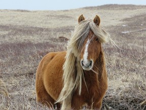 A herd stallion named Brass is seen on Sable Island, N.S. in this undated handout photo. Researchers studying the carcasses of Sable Island's fabled wild horses have discovered many had unusual levels of parasites, suggesting they are tougher than most horses, even as many died of starvation.