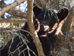 Maskwa is one of the orphaned bear cubs that were allowed to hibernate at the Cochrane Ecological institute. supplied photo