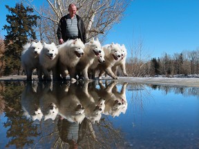 Paul Rintoul, a breeder with Snowfire Samoyeds, walks seven of his dogs along the Bow River in Calgary on a spring-like Monday, March 18, 2019. Highs in the mid-teens and sunshine are forecast all week.