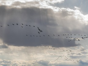 Snow geese fly out to feeding ground east of Hussar, Ab., on Monday, April 1, 2019. Mike Drew/Postmedia