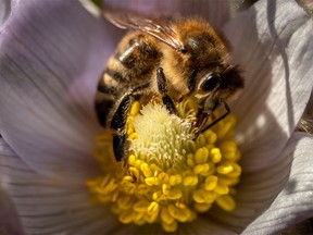 A bee gathers pollen in a crocus along the Bow River near Carseland, Ab., on Monday, April 8, 2019. Mike Drew/Postmedia