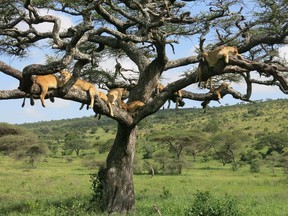 Ten lions in a tree on an African safari. Courtesy, Dashir Lodge & Safaris