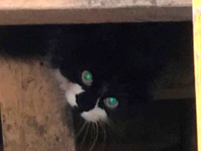 A cat is seen in a sinkhole beside an Edmonton house in this handout photo. Firefighters built them a ladder and a homeowner has tried luring them out with Easter ham and sardines, but so far two cats remain deep in a sinkhole beside an Edmonton house.