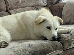Calgary dog owner Johnny Tran is asking Calgarians in the northeast to keep an eye out for his adopted dog Holly who was rescued from a South Korean meat farm earlier this year. Anyone who spots Holly is asked to contact Tran at 403-615-0118. Provided / Johnny Tran