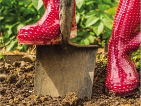 Begin preparing garden bed soil early for new plants.