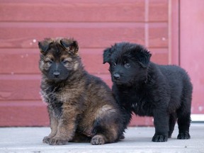 Puppies Makwa (left) and Maya are shown in an RCMP handout photo. The Royal Canadian Mounted Police announced the winners of the 2019 Name the Puppy contest. THE CANADIAN PRESS/HO-RCMP MANDATORY CREDIT