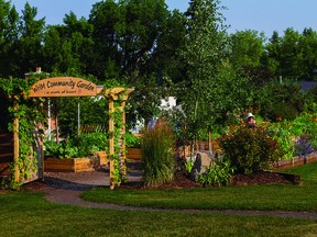 Winston Heights-Mountview Community Garden has beautiful raised beds for vegetables and flowering plants. It’s one of the great gardens that may be visited to see what can be successfully grown in Calgary.