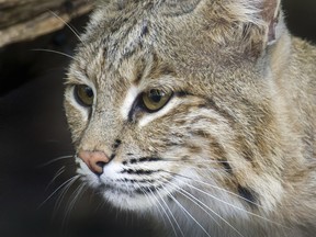 File image of a bobcat.