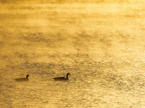 Geese swim through the morning mist on Dalemead Lake east of Calgary on Tuesday, April 30, 2019. Mike Drew/Postmedia