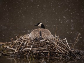 A Canada goose on its nest in the falling snow in the Cross Conservancy southwest of Calgary on Saturday, May 4, 2019. Mike Drew/Postmedia