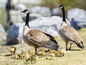 A family of geese enjoy the sunny weather in Prince’s Island Park on Monday, May 13, 2019. Azin Ghaffari/Postmedia Calgary