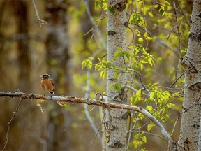 A robin looks around from a branch as morning sun shines through new leaves along the Bow River on Monday, May 13, 2019. Mike Drew/Postmedia