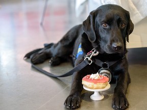 Calibri, a Justice Facility Dog, poses with a doughnut at the new fundraising campaign Paws For Compassion. Because We Care on Thursday, May 16, 2019. The campaign launched by CPF and PADS celebrates the service’s two Justice Facility Dogs, Hawk and Calibri. Azin Ghaffari/Postmedia Calgary