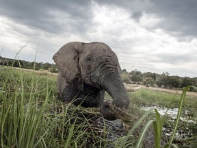 An elephant splashes at sunset in the waters of the Chobe river in Botswana Chobe National Park on March 20, 2015.