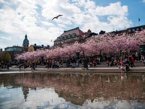 People gather under cherry trees in full blossom at Kungstradgarden in central Stockholm on April 26, 2019.