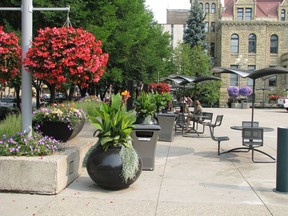A mixture of blooming begonias and tropical Cannas (the big-leaved plants in black pots) gives more interest to this downtown Calgary floral display. Courtesy, Donna Balzer