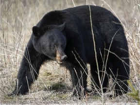 A black bear forages for food in Jasper National Park. Two bears were recently euthanized after close human encounters.