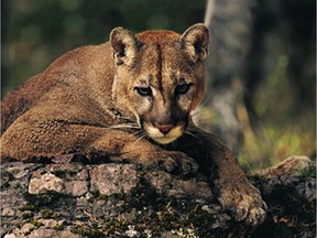 File photo of a cougar.