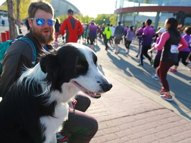 Border Collie Caymus keeps his herding skills in check as he watches runners at the start of the Scotiabank Calgary Marathon on Sunday May 26, 2019.