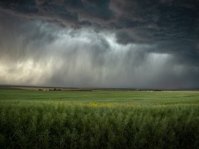 File photo of storm clouds over a canola field in Alberta. Much of southern Alberta was under weather alerts on Thursday afternoon.