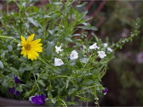 A purchased assortment of plants in a utility container being hardened off before planting in a decorative container. Courtesy, Deborah Maier