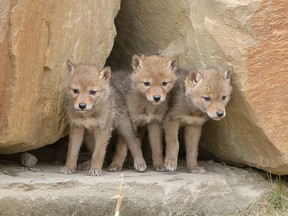 A family of coyotes has made its home in a stone wall in the northwest community of Arbour Lake. The city has fenced off the area to help keep the coyotes safe. Friday, May 10, 2019.