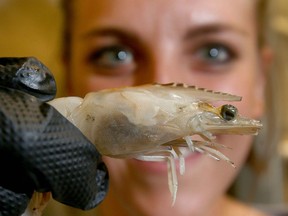 Technician Taylor Colford holds a mature shrimp grown at Waterford Farms near Strathmore. The farm's goal is to produce 2.5 million individual shrimp a year.