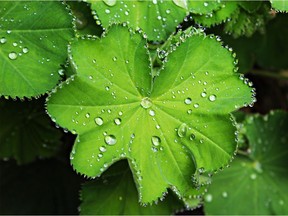 Raindrops on Lady's Mantle. Plants need good watering in spring to start their growth.