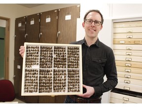 Paul Galpern, associate professor in the department of Biological Sciences at the University of Calgary, displays a single drawer of bees from the university's collection of over 100,000 bees, from over 300 species.