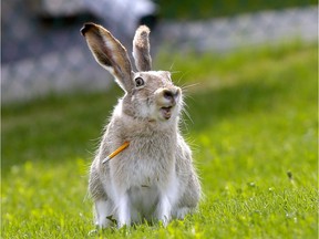Residents in Arbour Lake called in after seeing a jackrabbit in the area with a arrow sticking out of its neck.