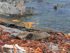 Is there anything more content than a seal sunning itself? The overland Seal Safari near Wellington. Photo, Will Ferguson