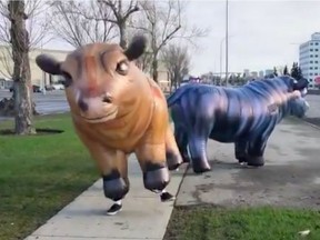 Two of six 'missing' cows on the run in Calgary on May 8, 2019. The runaway bovines are part of a social media contest put on by the Stampede ahead of the 2019 Grandstand Show announcement.